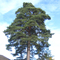 Pinus sylvestris picture