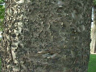 Araucaria heterophylla image 4