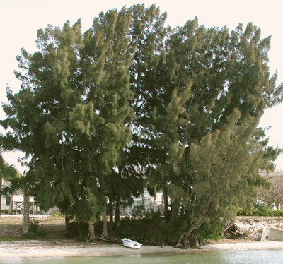 Casuarina equisetifolia image 3