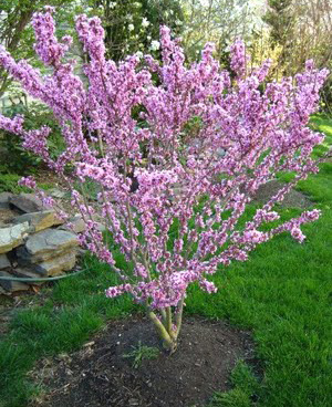 Cercis chinensis image 1