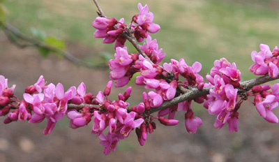 Cercis chinensis image 2