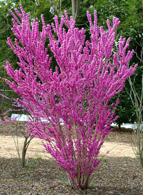 Cercis chinensis image 3