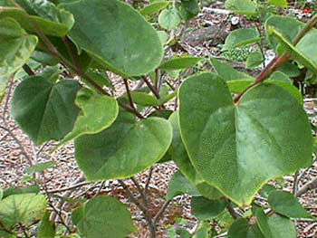 Cercis chinensis image 4