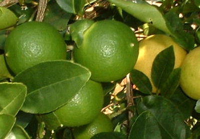 Citrus aurantifolia image 1