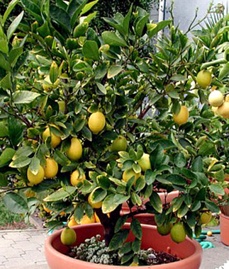 Citrus aurantifolia image 4