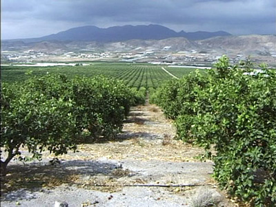Citrus latifolia image 1