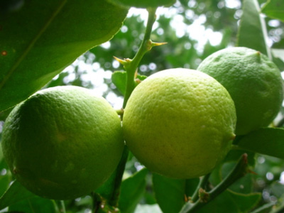 Citrus latifolia image 2