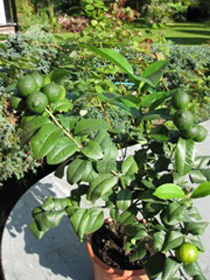 Citrus latifolia image 3