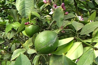 Citrus latifolia image 4