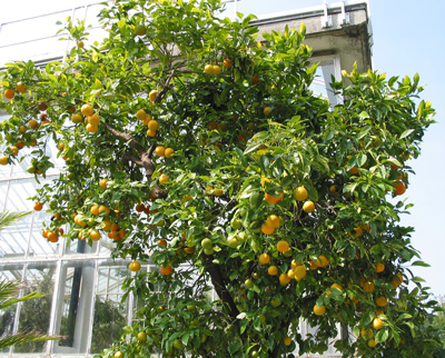 Citrus sinensis image 2