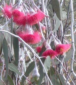 Eucalyptus caesia image 2