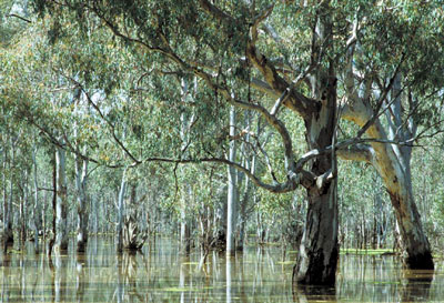 Eucalyptus camaldulensis obtusa image 1