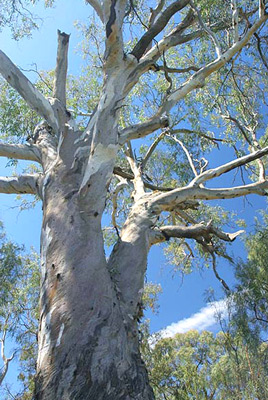 Eucalyptus camaldulensis obtusa image 2