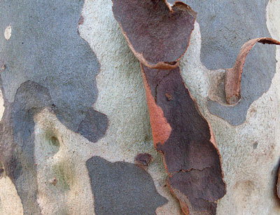 Corymbia maculata image 4