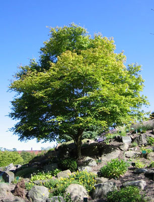 Acer palmatum image 1