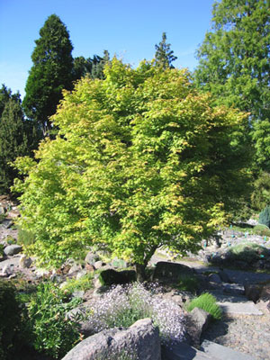 Acer palmatum image 2