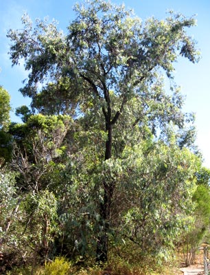 Eucalyptus sideroxylon rosea image 2