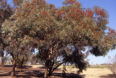 Eucalyptus torquata image 2