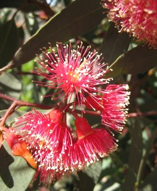 Eucalyptus torquata image 3