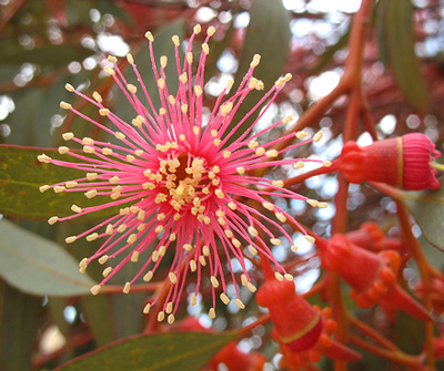 Eucalyptus torquata image 4