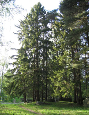 Picea abies image 1