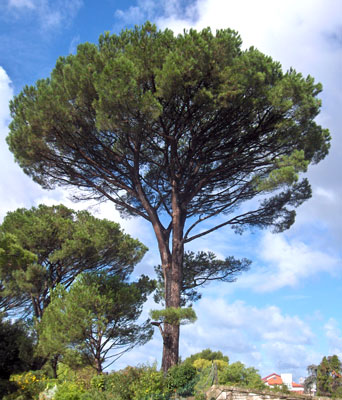 Pinus pinea image 1
