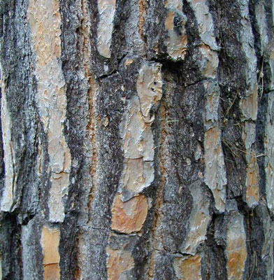 Pinus pinea image 3