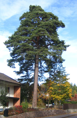 Pinus sylvestris image 1