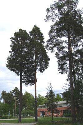 Pinus sylvestris image 3