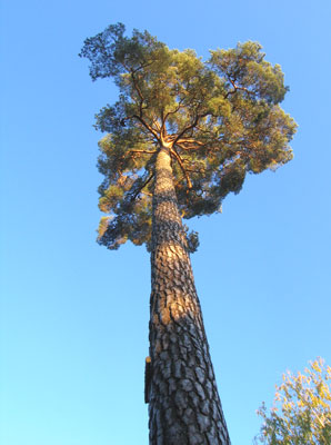 Pinus sylvestris image 4