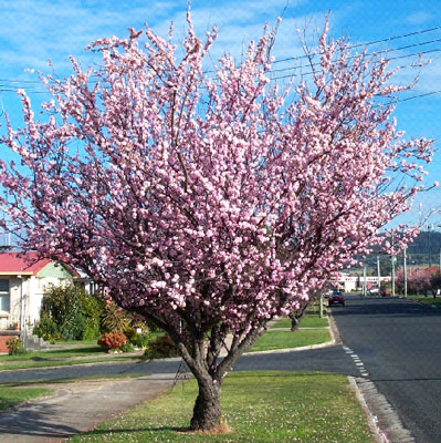 Prunus x blireana image 1