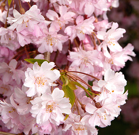 Prunus serrulata 'Cheals' or 'Kiku-shidare' image 2