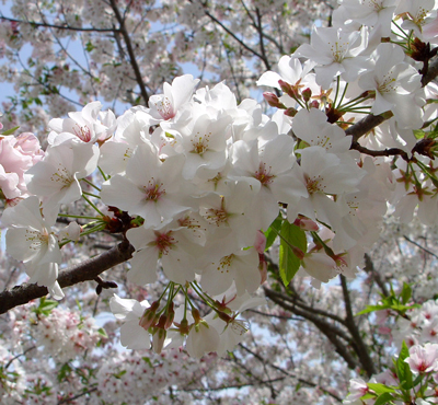 Prunus 'Shirotae' or 'Mt Fuji' image 1