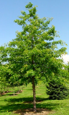 Quercus palustris image 1