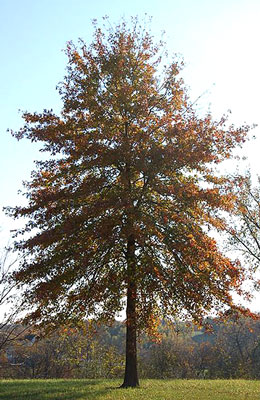Quercus palustris image 2