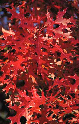 Quercus palustris image 3