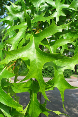 Quercus palustris image 4