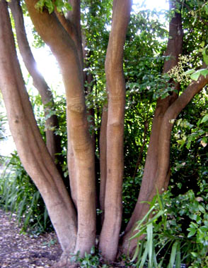 Syzygium smithii (formerly Acmena smithii) image 1