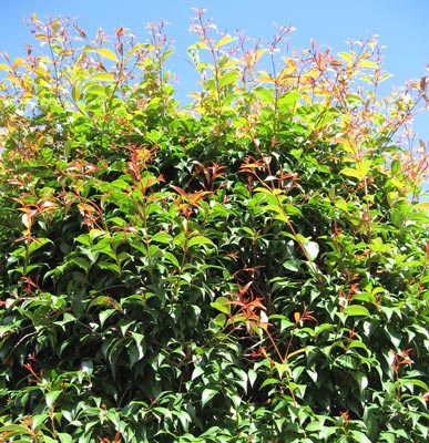 Syzygium smithii (formerly Acmena smithii) image 4