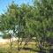 Casuarina equisetifolia picture