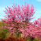 Cercis chinensis picture