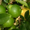 Citrus aurantifolia picture