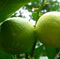 Citrus latifolia picture