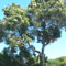 Corymbia calophylla picture