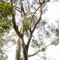 Eucalyptus rudis picture