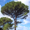 Pinus pinea picture
