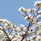 Prunus 'Shirotae' or 'Mt Fuji' picture