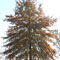 Quercus palustris picture