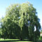 Salix babylonica picture