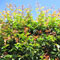 Syzygium smithii (formerly Acmena smithii) picture